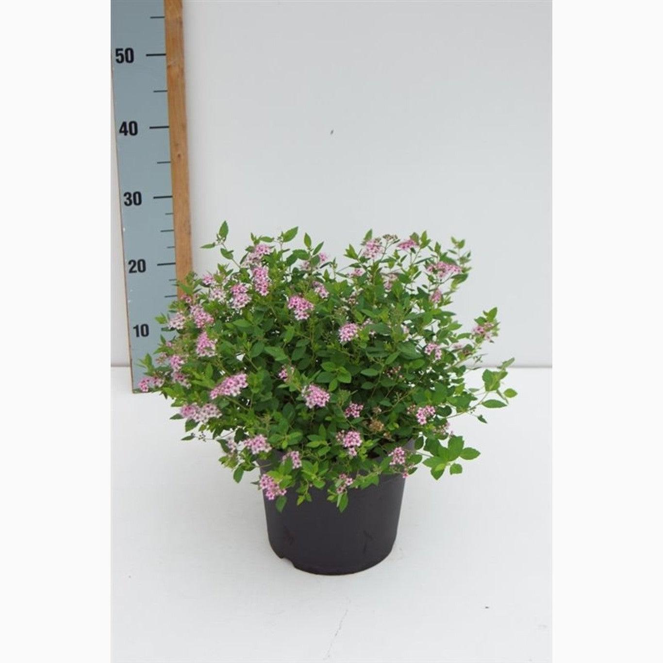 Praktspirea – Spiraea japonica 'Little Princess' - C4,6 30-40 CM